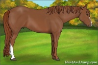 Horse Color:Chestnut 