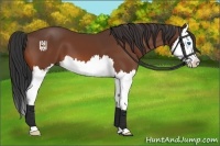 Horse Color:Bay Splash 