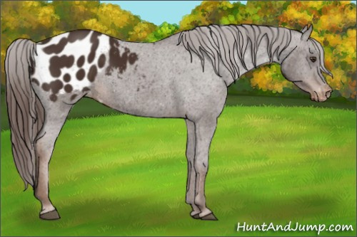 Horse Color:Liver Chestnut Appaloosa 