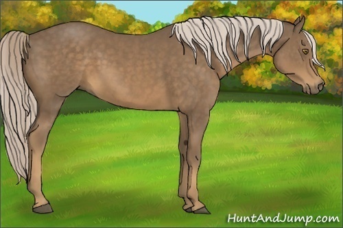 Horse Color:Chocolate Palomino 