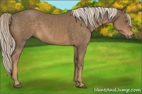 Horse Color:Chocolate Palomino