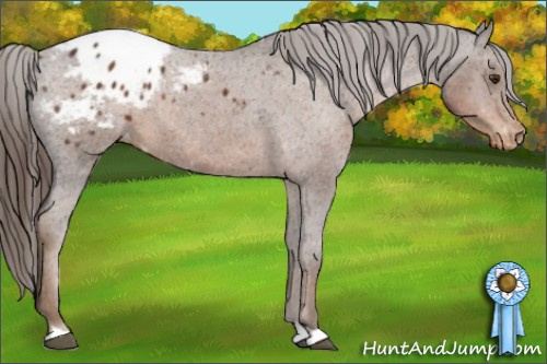 Horse Color:Liver Chestnut Appaloosa 