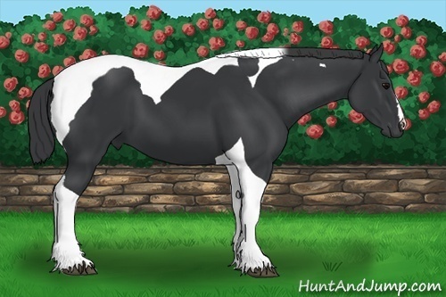 Horse Color:Black Tobiano 