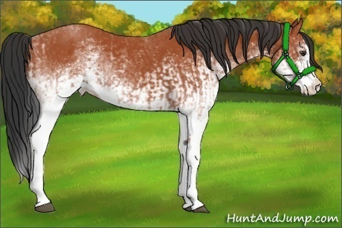 Horse Color:White Spotted Bay Splash  and White Spotted Bay Splash 