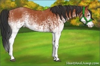 Horse Color:White Spotted Bay Splash  and White Spotted Bay Splash 