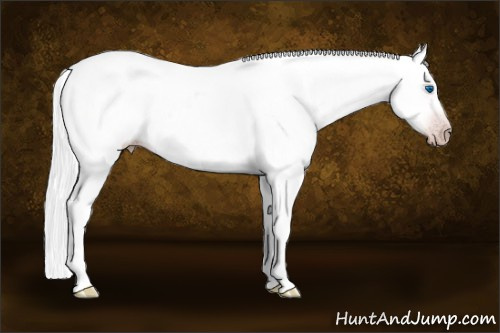 Horse Color:Gray Silver Amber Cream Champagne Roan Dun Splash Tobiano Frame Appaloosa Rabicano 