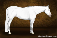 Horse Color:Gray Silver Amber Cream Champagne Roan Dun Splash Tobiano Frame Appaloosa Rabicano
