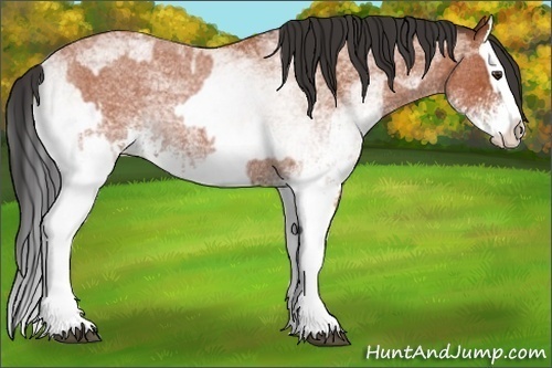 Horse Color:White Spotted Bay Roan Splash and White Spotted Bay Roan Splash