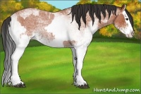 Horse Color:White Spotted Bay Roan Splash and White Spotted Bay Roan Splash