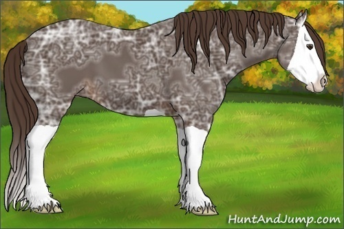 Horse Color:Liver Chestnut Ice Splash 