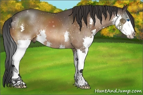 Horse Color:Bay Splash 