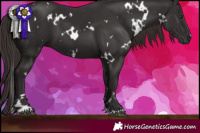 Horse Color:White Spotted Liver Chestnut