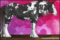 Horse Color:White Spotted Liver Chestnut Splash 
