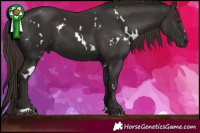 Horse Color:White Spotted Liver Chestnut 