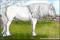 Horse Color:Palomino Appaloosa  and Palomino Dun Appaloosa 