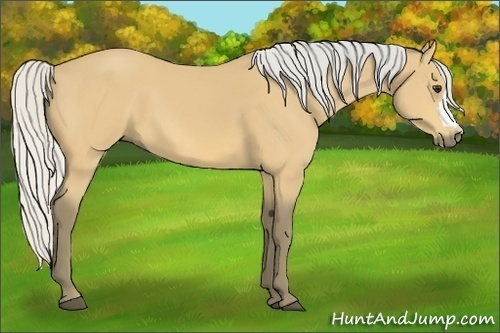 Horse Color:Silver Buckskin 