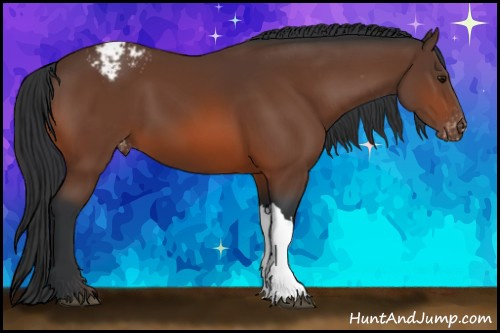 Horse Color:Brown Appaloosa 