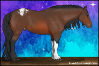Horse Color:Brown Appaloosa 
