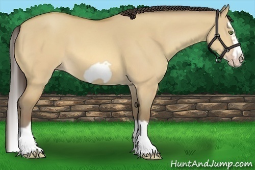 Horse Color:Amber Champagne Dun Splash Frame 