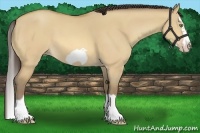 Horse Color:Amber Champagne Dun Splash Frame 