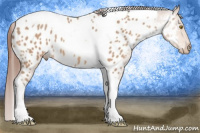 Horse Color:Amber Champagne Tobiano Appaloosa 