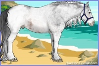 Horse Color:White Spotted Brown Rabicano 