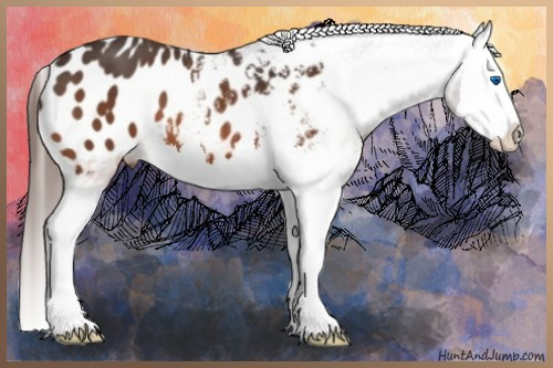 Horse Color:Bay Splash Appaloosa 