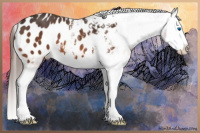 Horse Color:Bay Splash Appaloosa 