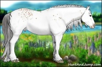 Horse Color:White Spotted Bay Splash
