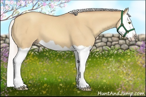 Horse Color:Silver Amber Champagne Dun Splash 