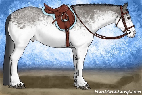 Horse Color:White Spotted Grullo Rabicano