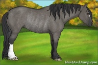 Horse Color:Grullo Rabicano 