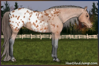 Horse Color:Bay Appaloosa 
