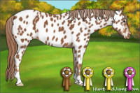 Horse Color:Chestnut Appaloosa 