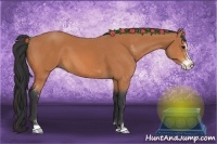 Horse Color:Bay Sabino 