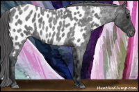 Horse Color:Blue Roan Near Leopard
