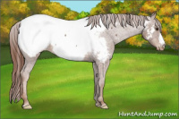 Horse Color:Chestnut Appaloosa 