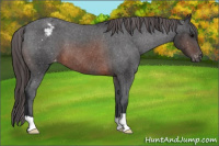 Horse Color:Brown Appaloosa
