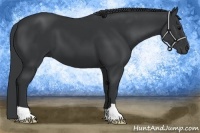 Horse Color:Black 