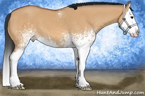 Horse Color:White Spotted Bay Dun Splash 