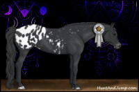 Horse Color:Black Appaloosa