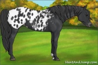 Horse Color:Black Appaloosa 