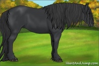 Horse Color:Black 