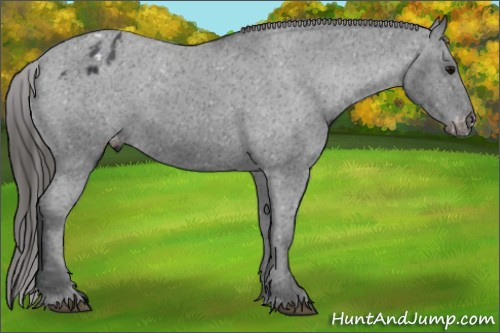 Horse Color:Unknown 