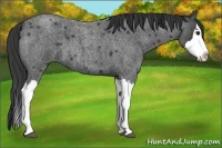 Horse Color:Blue Roan Splash 