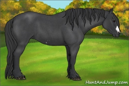 Horse Color:Blue Roan Frame 