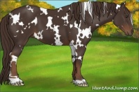Horse Color:White Spotted Liver Chestnut 