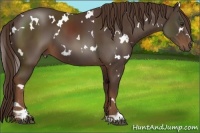 Horse Color:White Spotted Liver Chestnut 