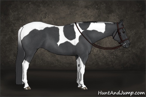 Horse Color:Blue Roan Tobiano 