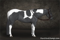 Horse Color:Blue Roan Tobiano